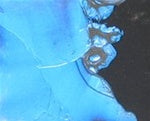 Pearl Paste - Iridescent Blue - Metallic Paint - water based - faux finish- [Product type] - Metallic Mart